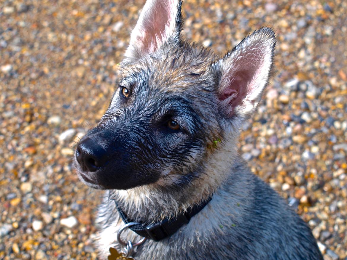 Siberian husky Wolf - Wolf 14 uger billede 25