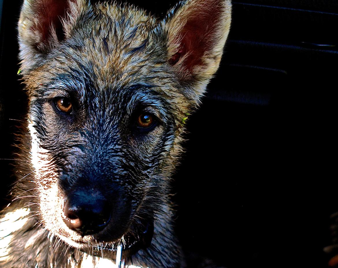 Siberian husky Wolf - Wolf 14 uger billede 24