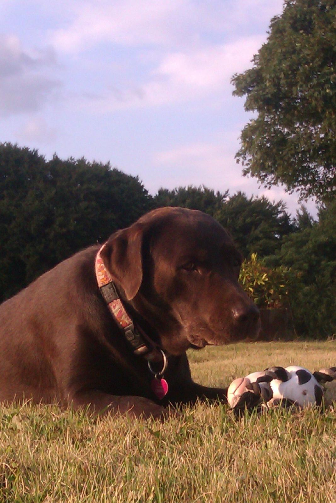 Labrador retriever Fanny billede 8