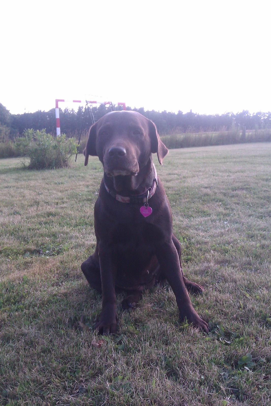 Labrador retriever Fanny billede 11