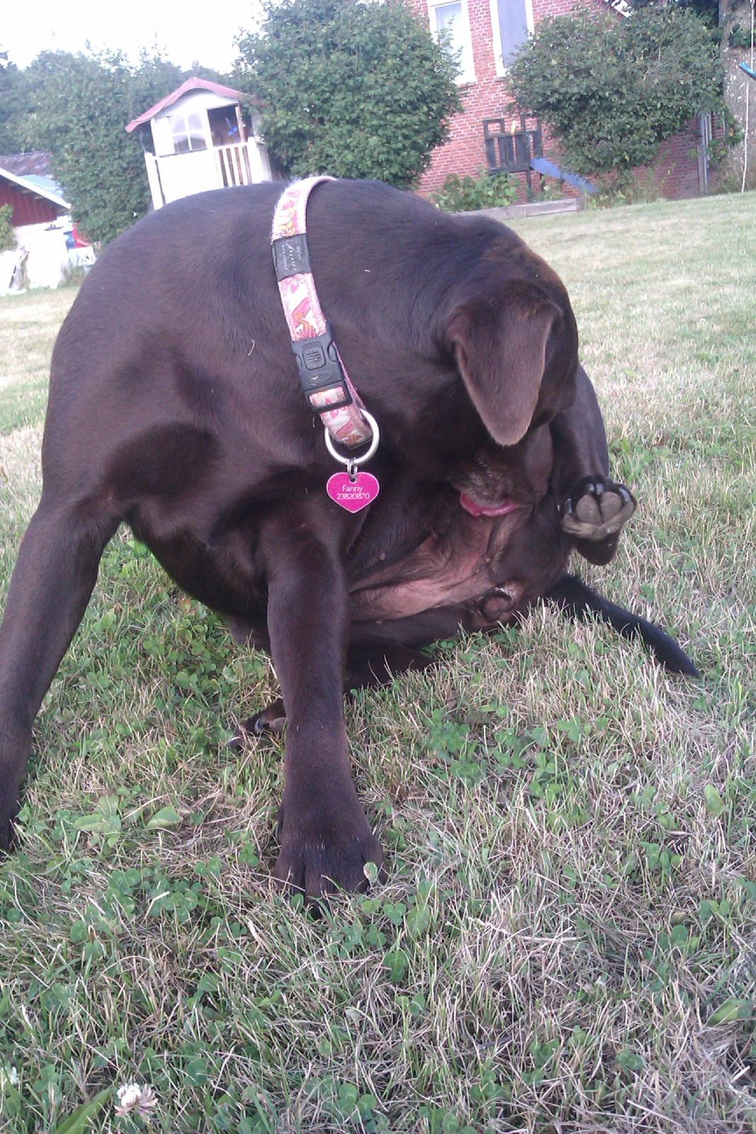 Labrador retriever Fanny billede 12