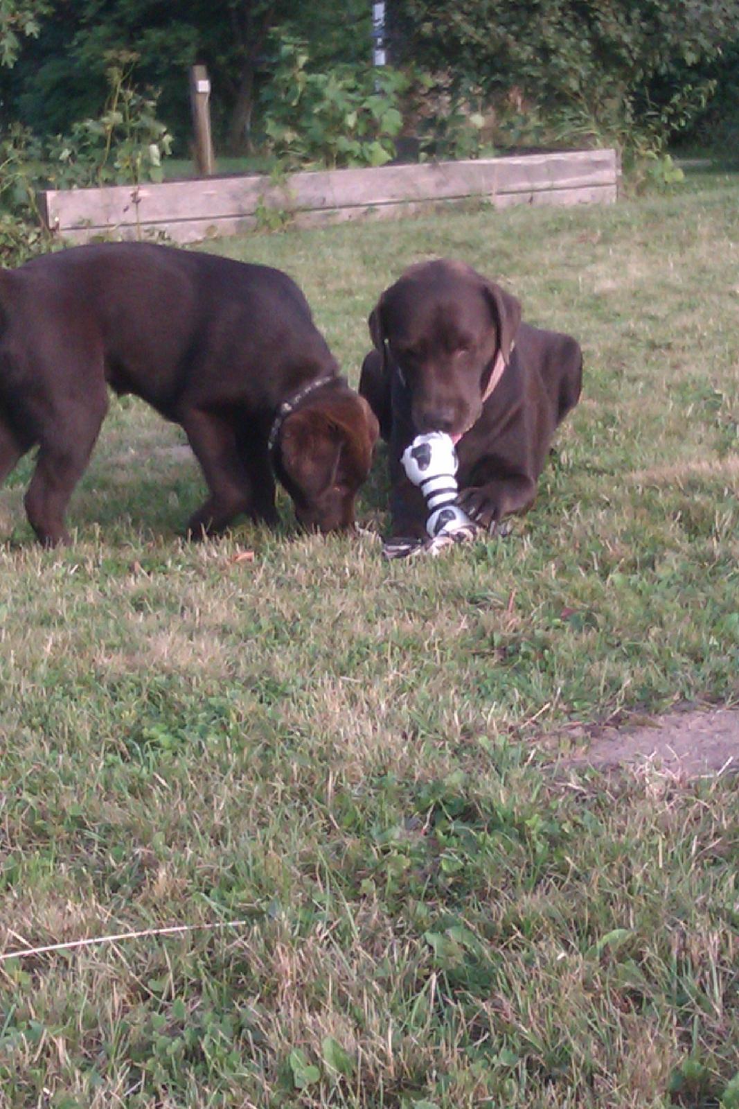 Labrador retriever Fanny billede 13