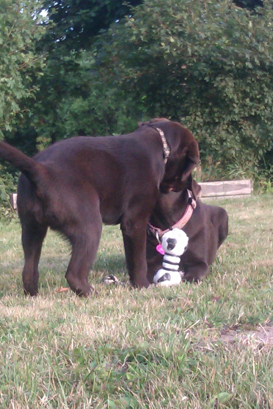 Labrador retriever Fanny billede 14