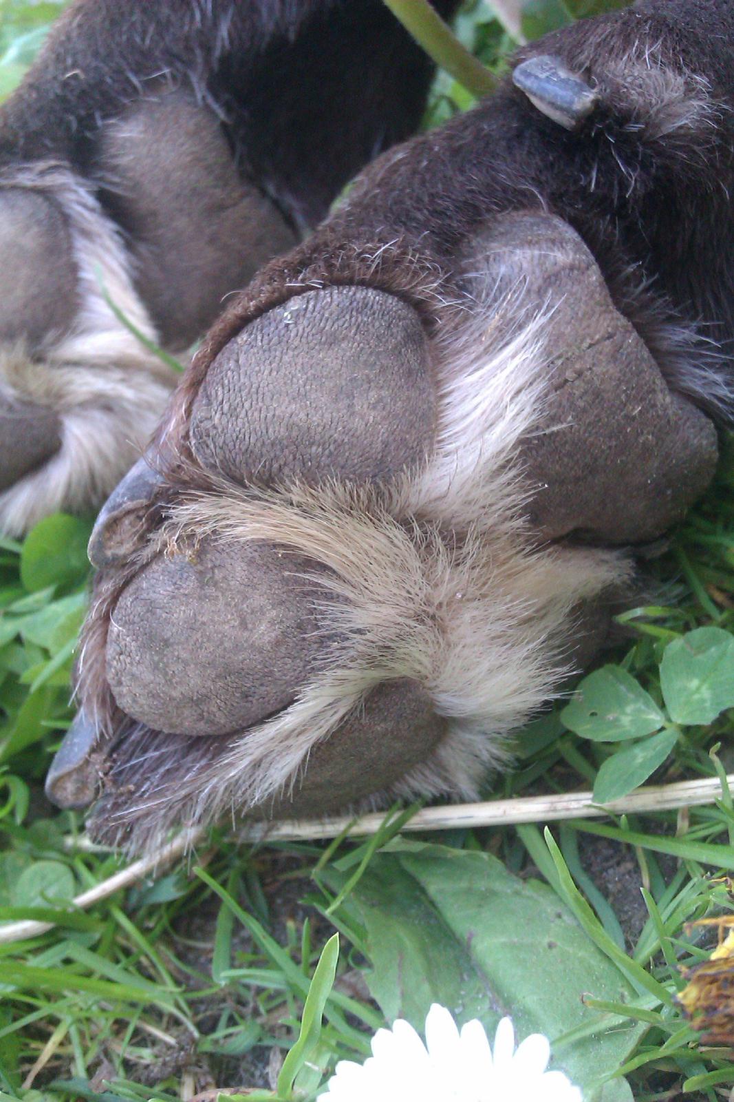 Labrador retriever Fanny billede 3