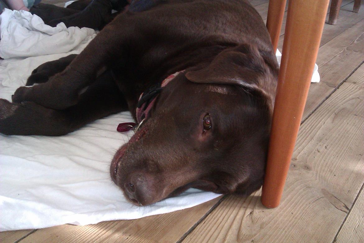 Labrador retriever Fanny billede 15