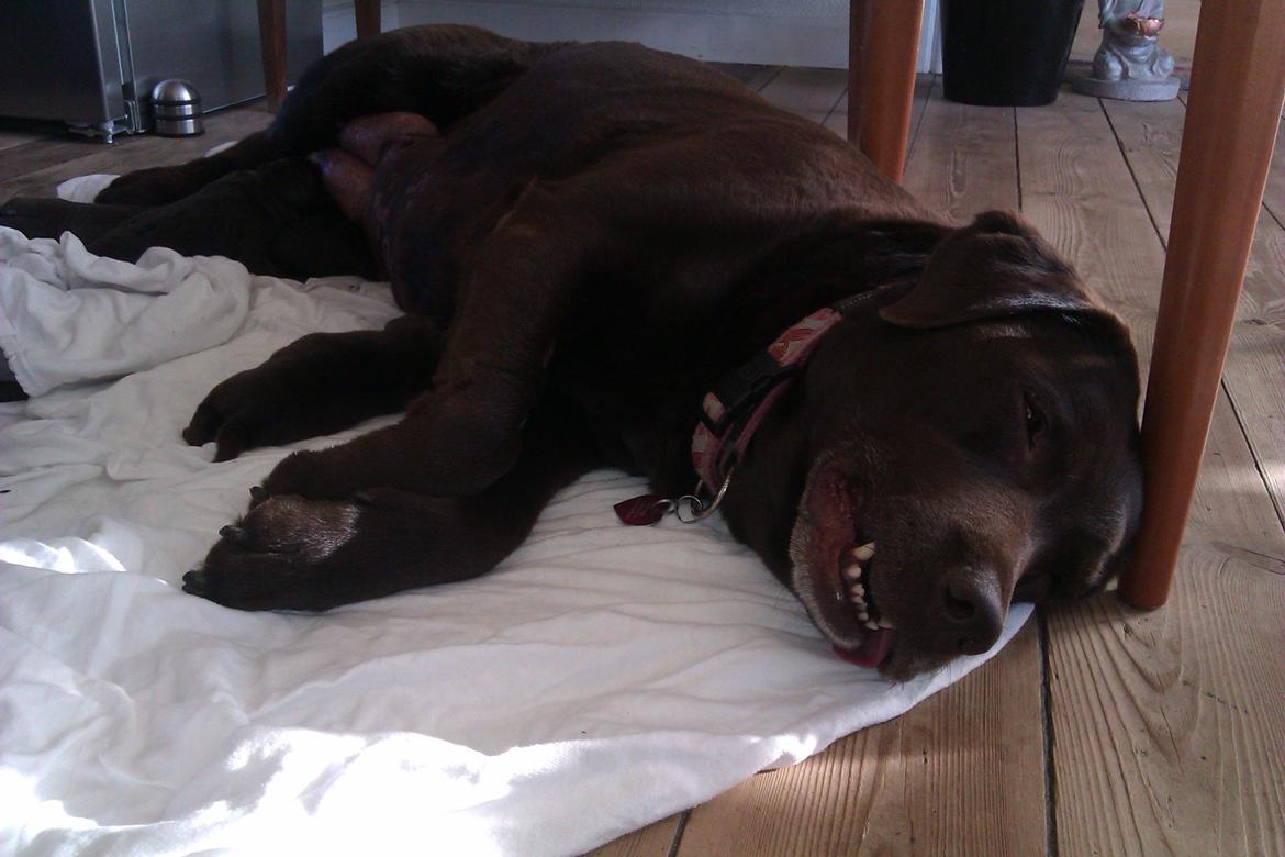 Labrador retriever Fanny billede 16