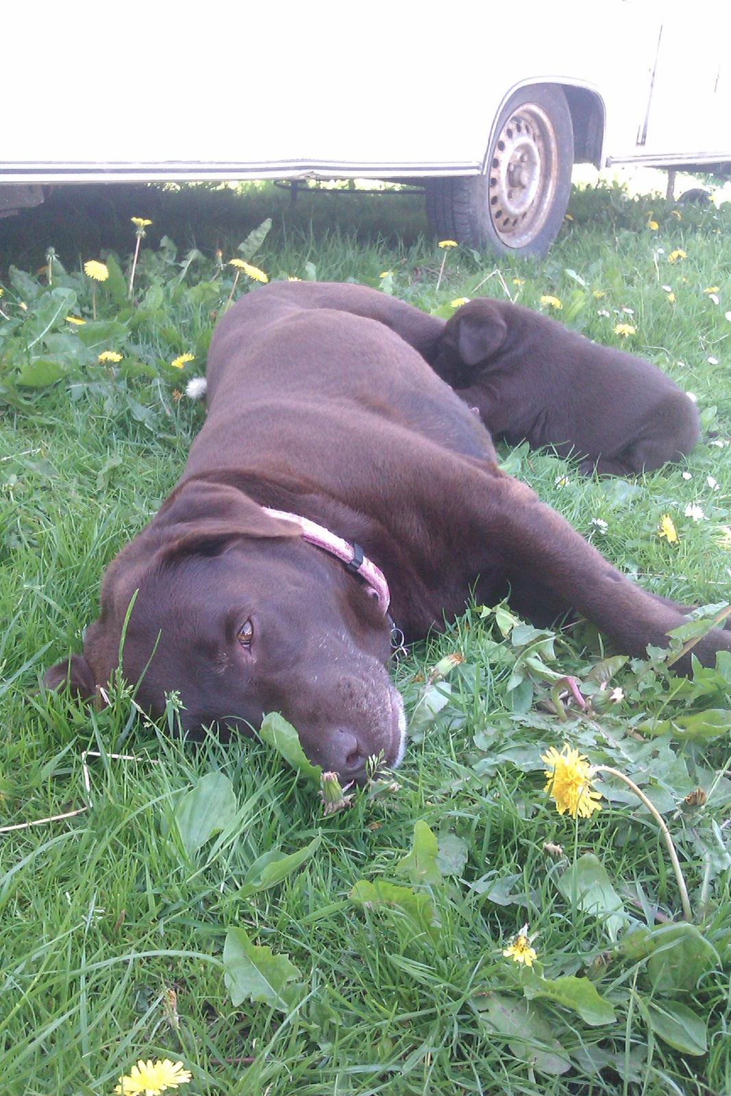 Labrador retriever Fanny billede 1