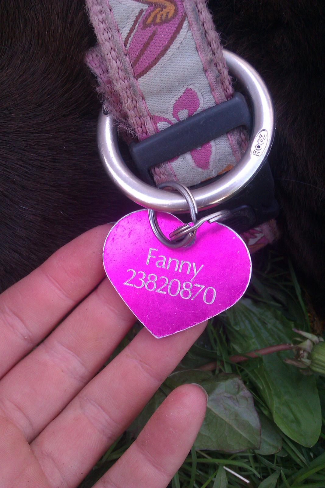 Labrador retriever Fanny billede 19