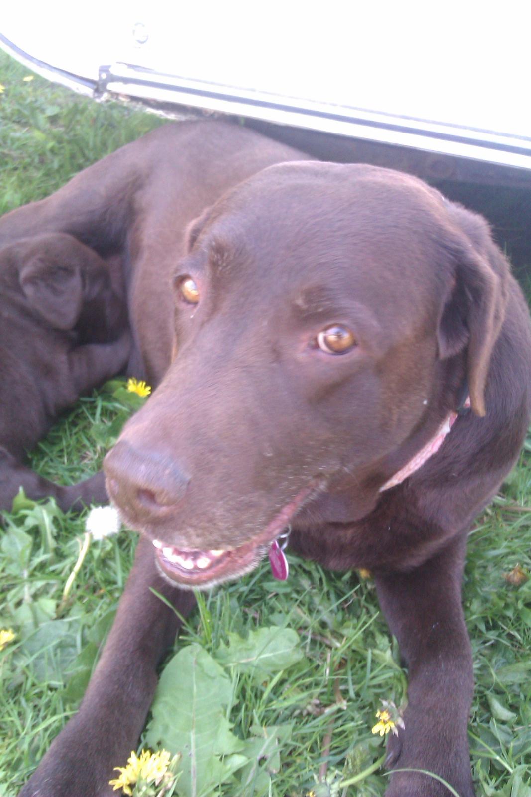 Labrador retriever Fanny billede 18