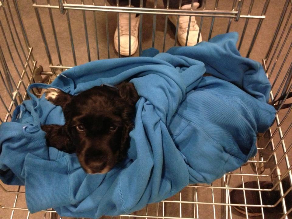 Cocker spaniel Koma - Med i IKEA :-) billede 43