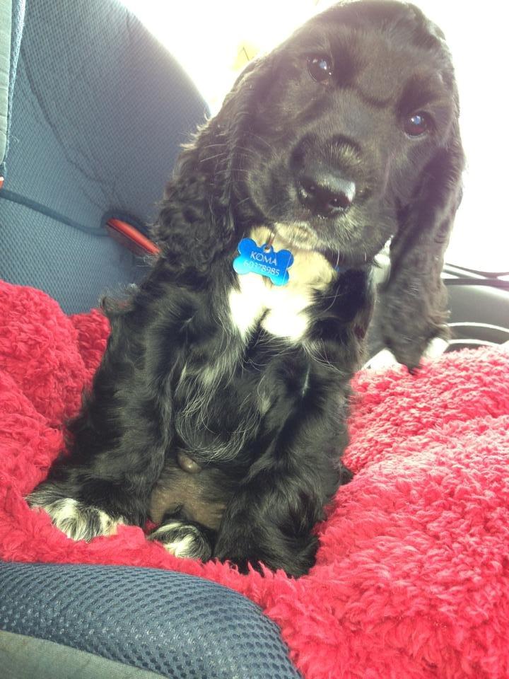 Cocker spaniel Koma - Bare en lille fis på 9 uger :-) billede 42