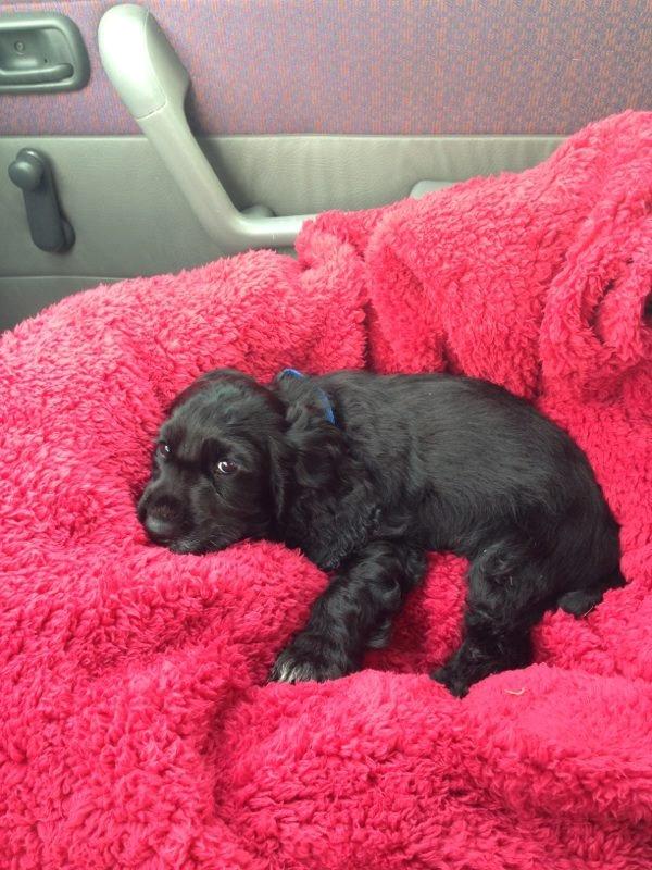 Cocker spaniel Koma - Okay, så ta da de billeder :P billede 37