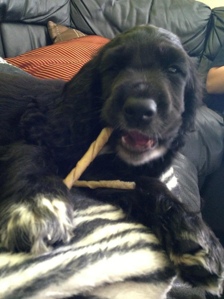 Cocker spaniel Koma - Hold kæft de hersens tyggeben er gode :-D billede 41