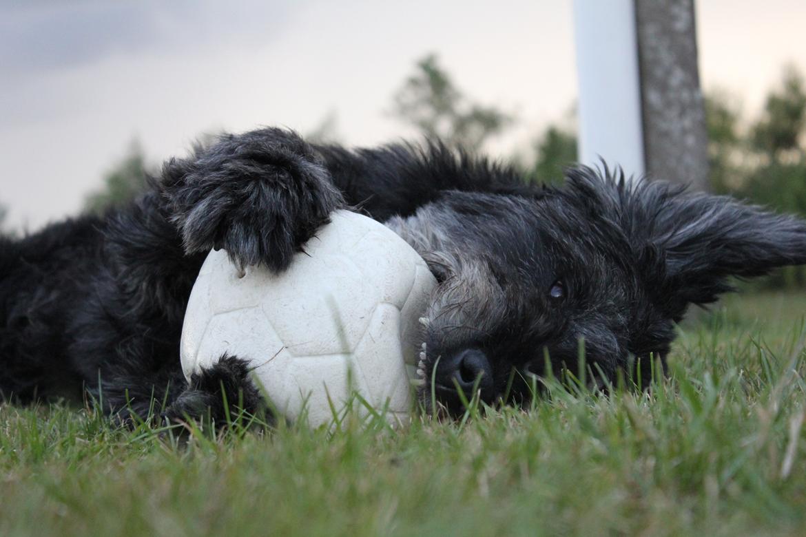 Blanding af racer Snuffe - Snuffe krammer bolden! :P Foto: mig billede 1