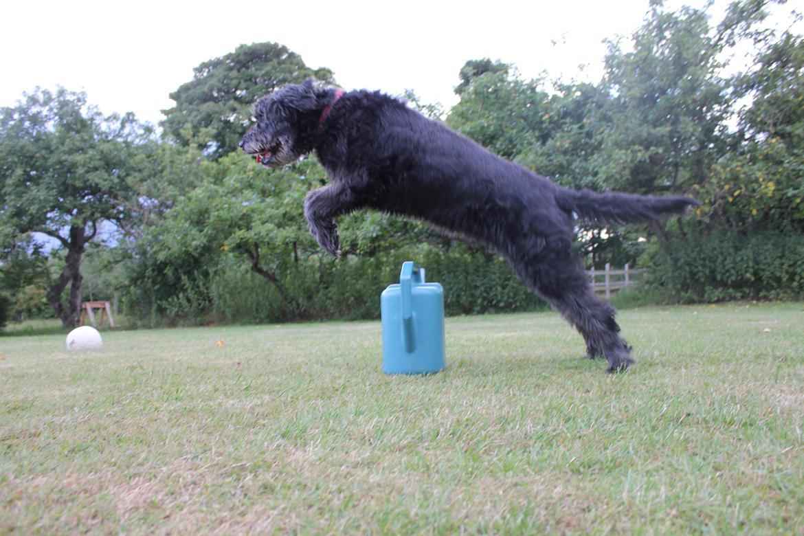 Blanding af racer Snuffe - Snuffe springer over vandkanden! Foto: mig billede 8