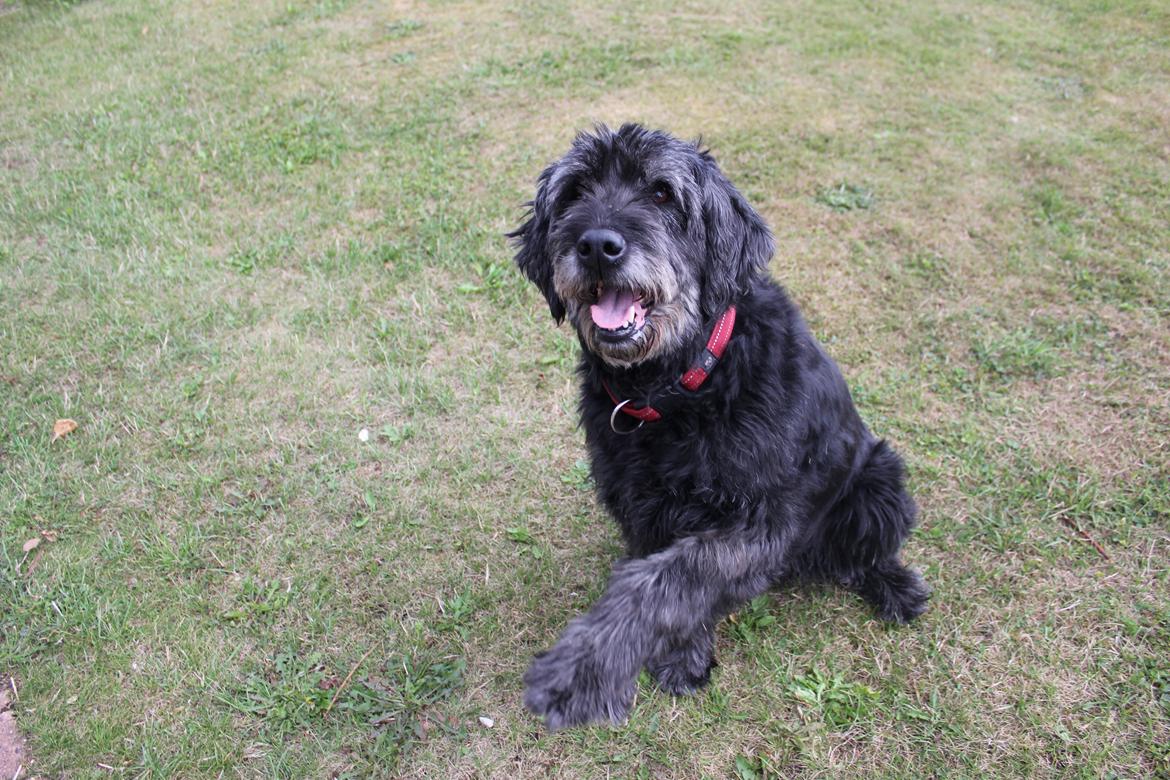 Blanding af racer Snuffe - Vinke! :) Foto: mig billede 18