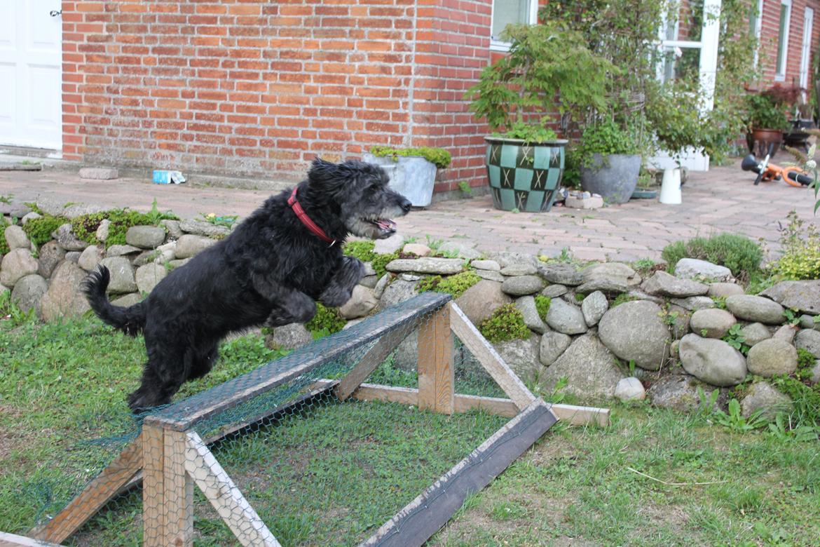 Blanding af racer Snuffe - Snuffe hopper over kaninburet! Foto: mig billede 17