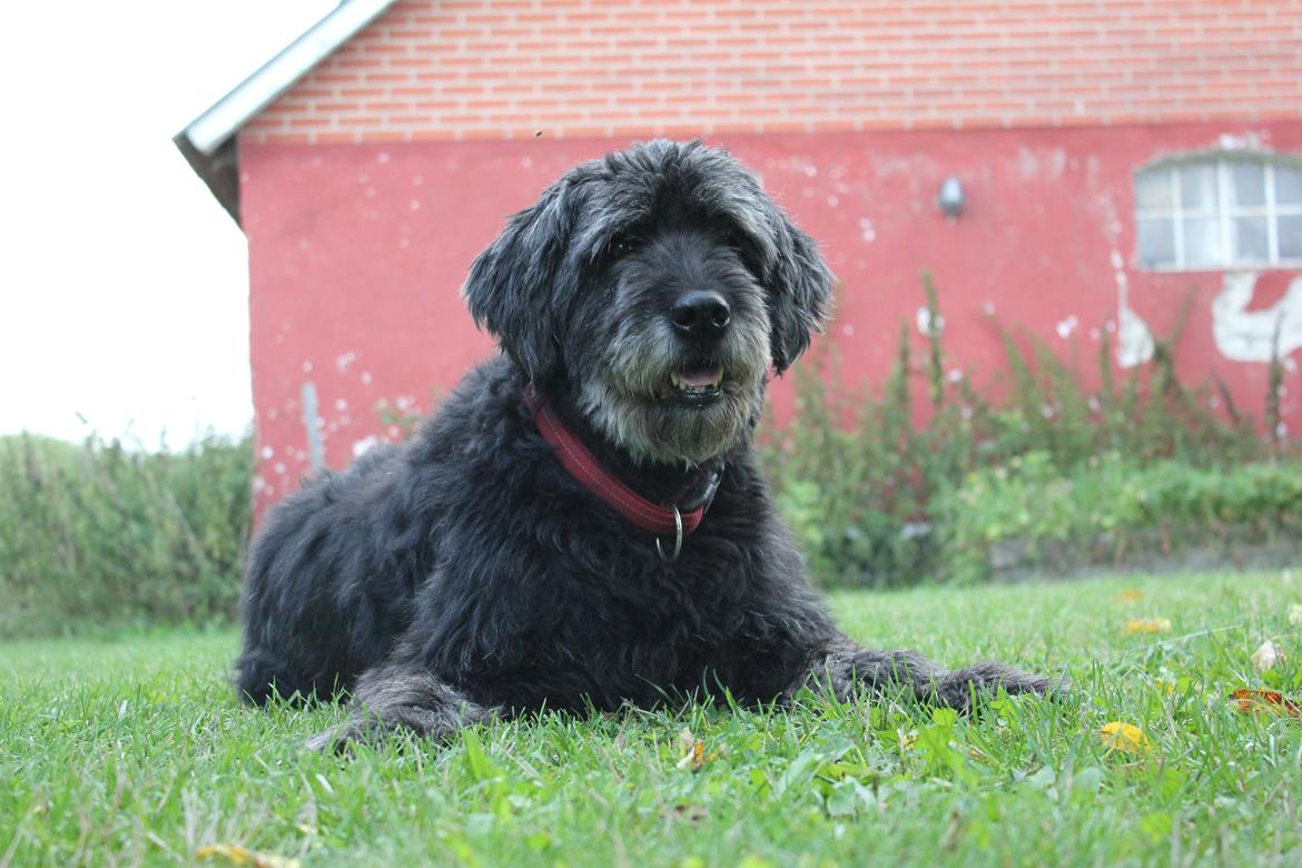 Blanding af racer Snuffe - Dejlige hund slapper af. Foto: mig billede 6