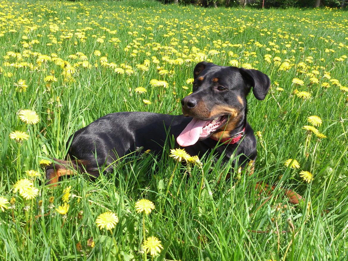 Blanding af racer Tjalfe (rottweiler/labrador) billede 2