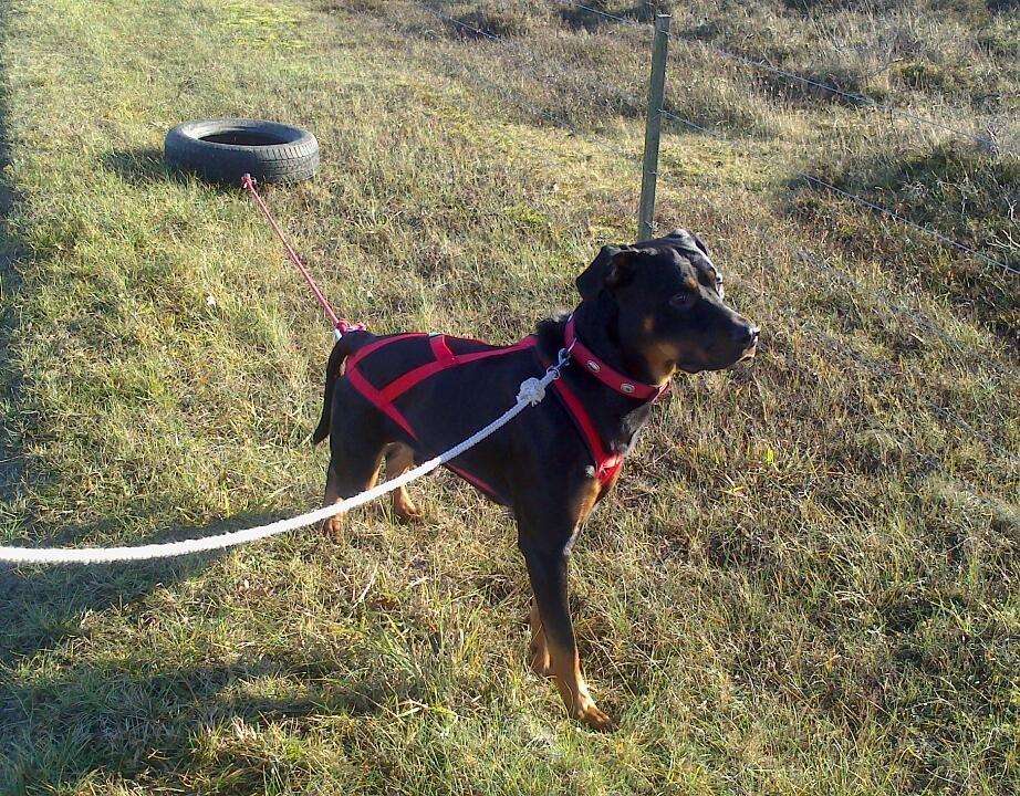 Blanding af racer Tjalfe (rottweiler/labrador) - Weight pull med bildæk. billede 4