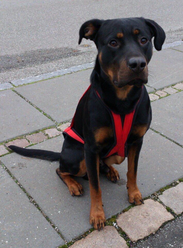 Blanding af racer Tjalfe (rottweiler/labrador) billede 5