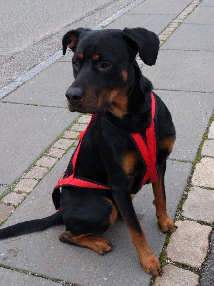 Blanding af racer Tjalfe (rottweiler/labrador) billede 6