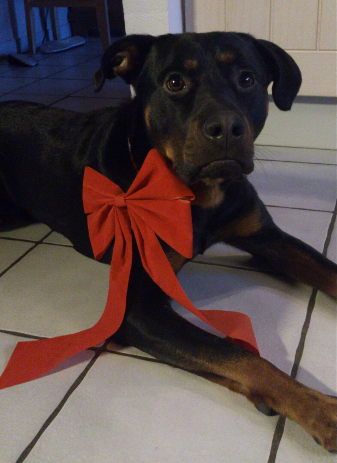 Blanding af racer Tjalfe (rottweiler/labrador) - Julehund billede 3