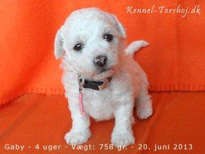 Bichon à poil frisé Torshøj's Gaby - Billed fra kennelen  billede 2