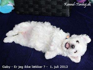 Bichon à poil frisé Torshøj's Gaby - Billed fra kennelen  billede 3