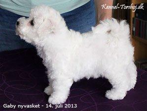 Bichon à poil frisé Torshøj's Gaby - Billed fra kennelen  billede 4