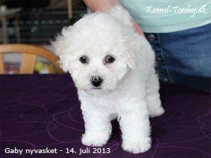 Bichon à poil frisé Torshøj's Gaby - Billed fra kennelen  billede 5