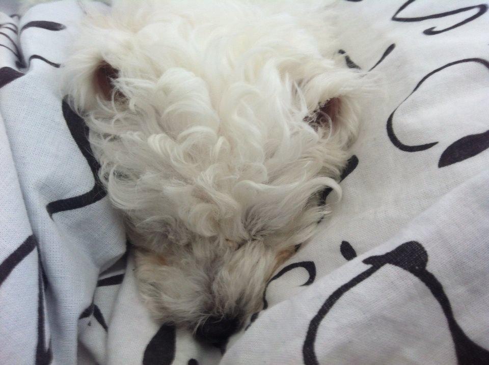 Bichon à poil frisé Torshøj's Gaby - Gabs er vist lidt træt billede 6