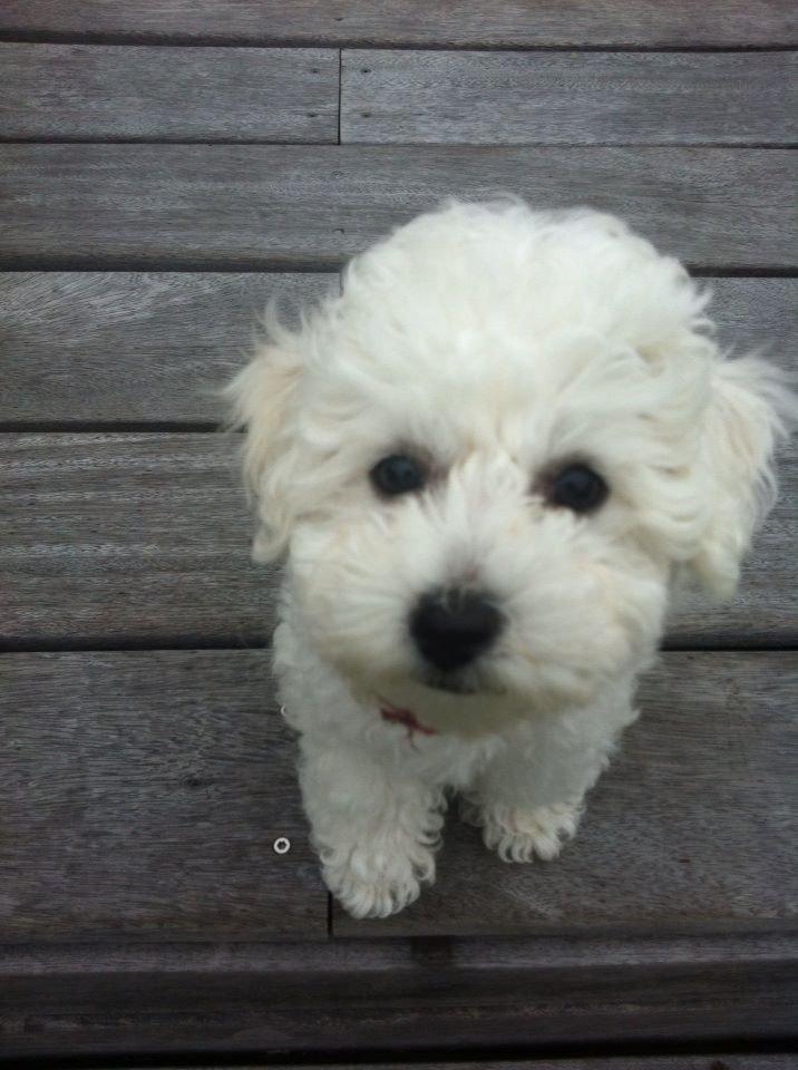 Bichon à poil frisé Torshøj's Gaby - første gang hun får øje på kameraet  billede 7