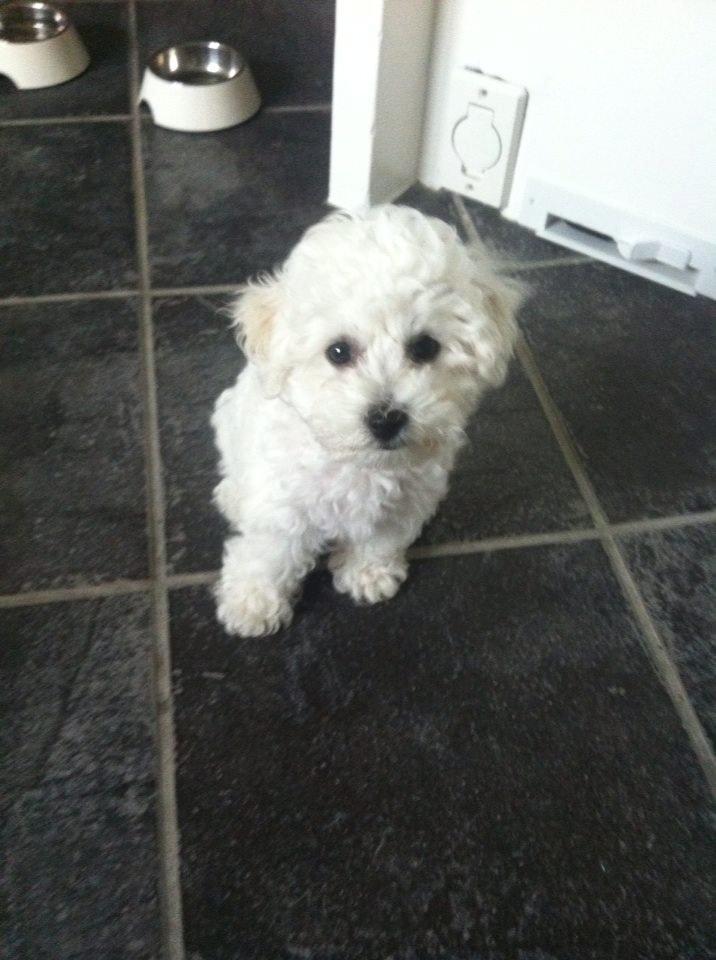 Bichon à poil frisé Torshøj's Gaby - Lige vågnet og lidt rundtosset :) billede 8