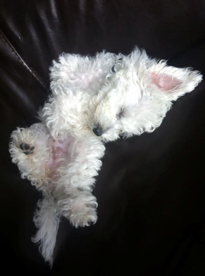 Bichon à poil frisé Torshøj's Gaby - har vist en træt hund :) billede 9