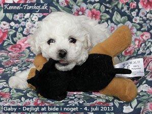 Bichon à poil frisé Torshøj's Gaby - Billed fra kennelen  billede 10
