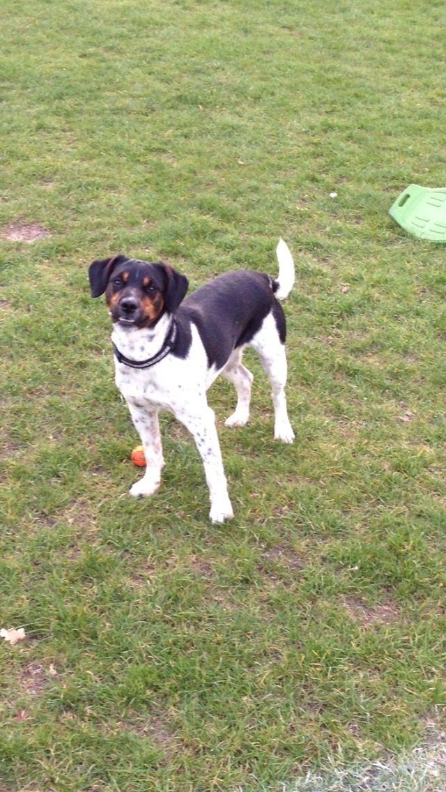 Dansk svensk gaardhund Oscar billede 1