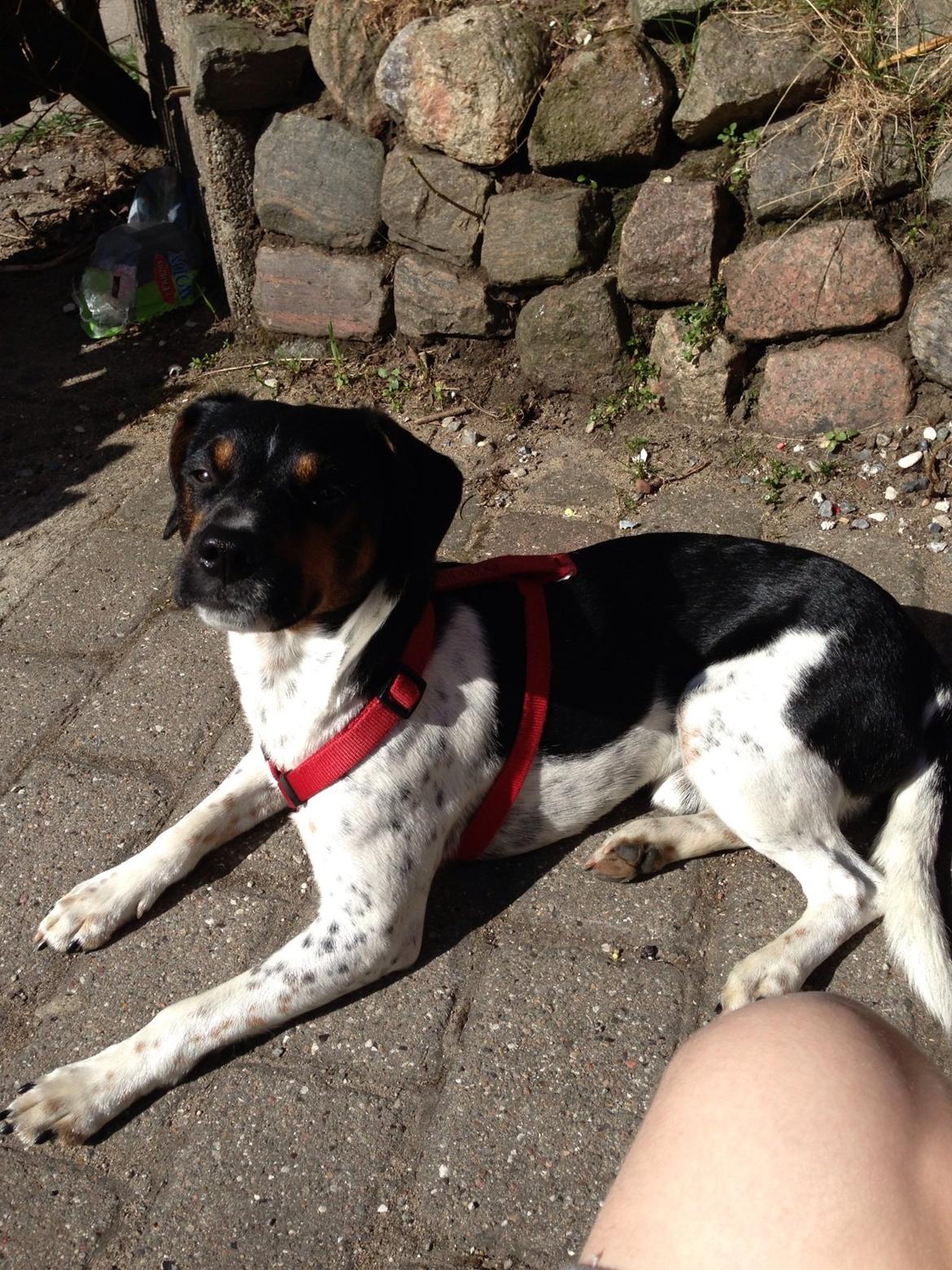 Dansk svensk gaardhund Oscar billede 2