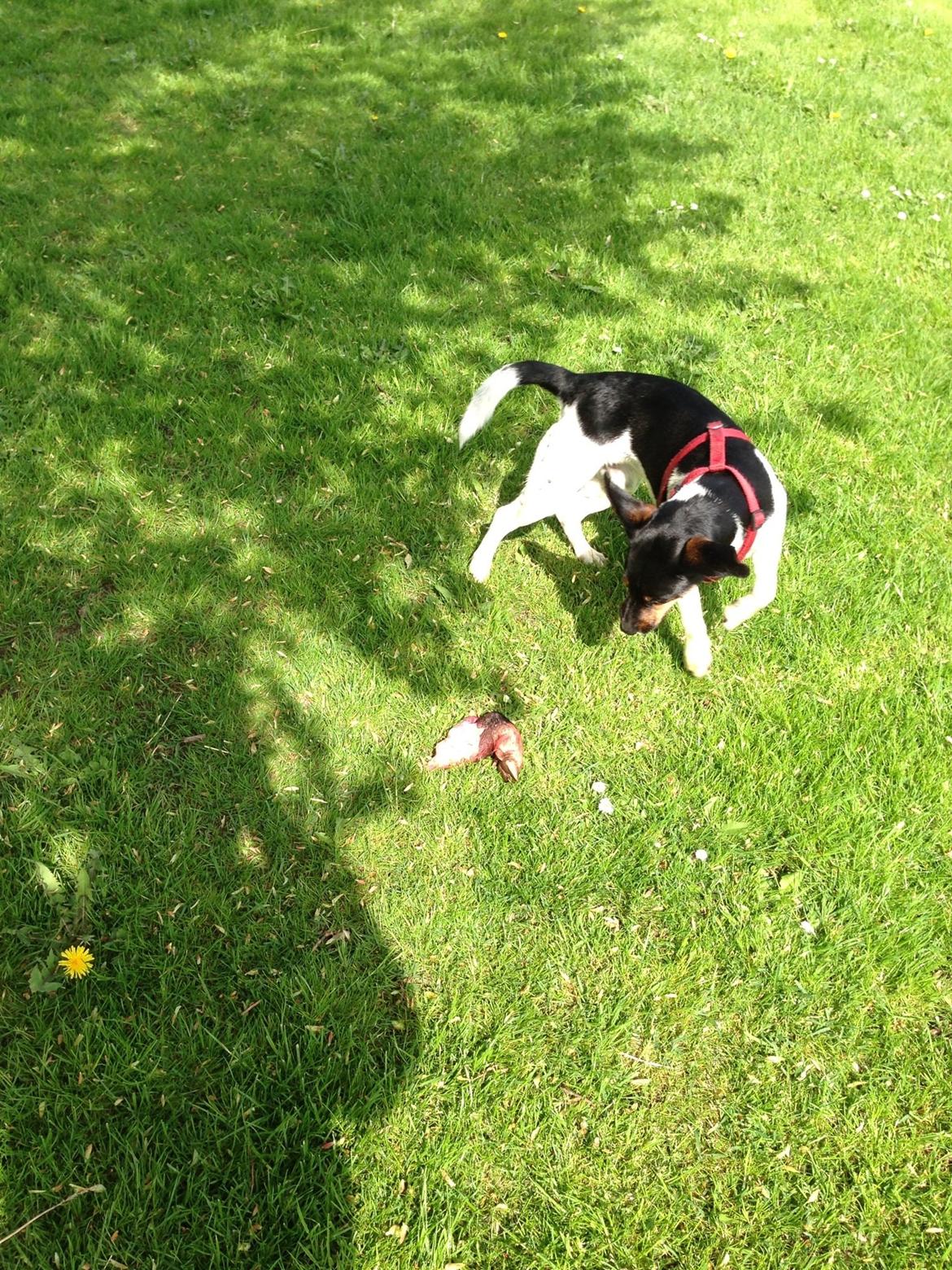 Dansk svensk gaardhund Oscar billede 4