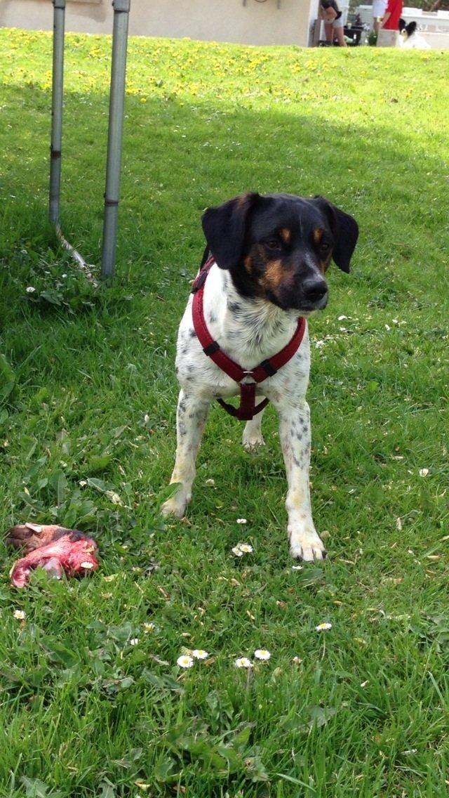 Dansk svensk gaardhund Oscar billede 3