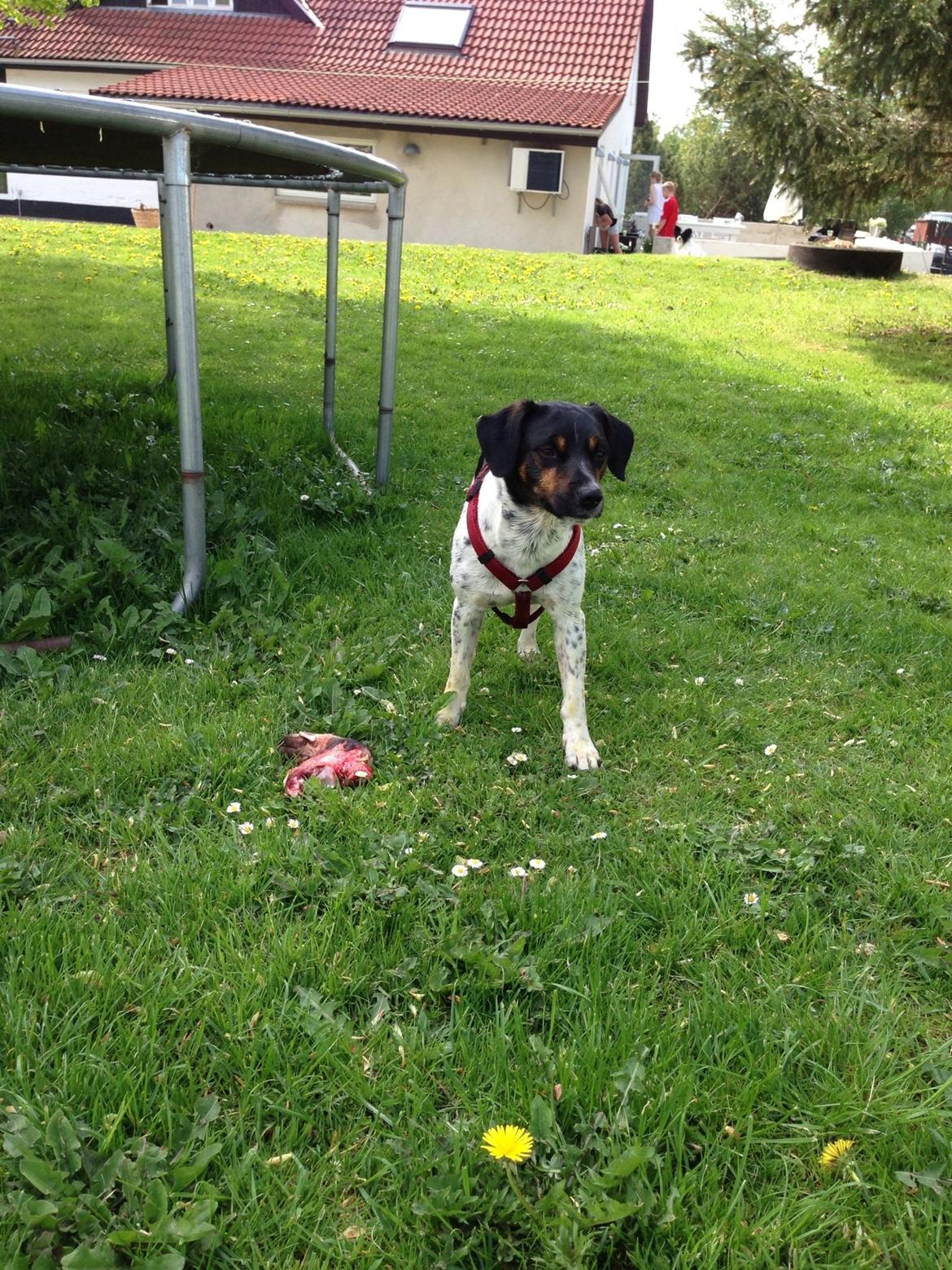 Dansk svensk gaardhund Oscar billede 5