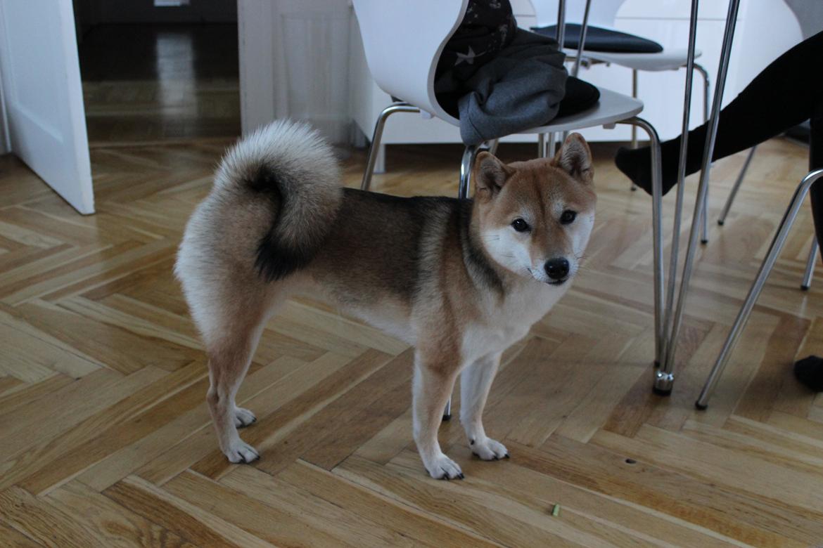 Shiba Aikou - 20 mdr gammel billede 21