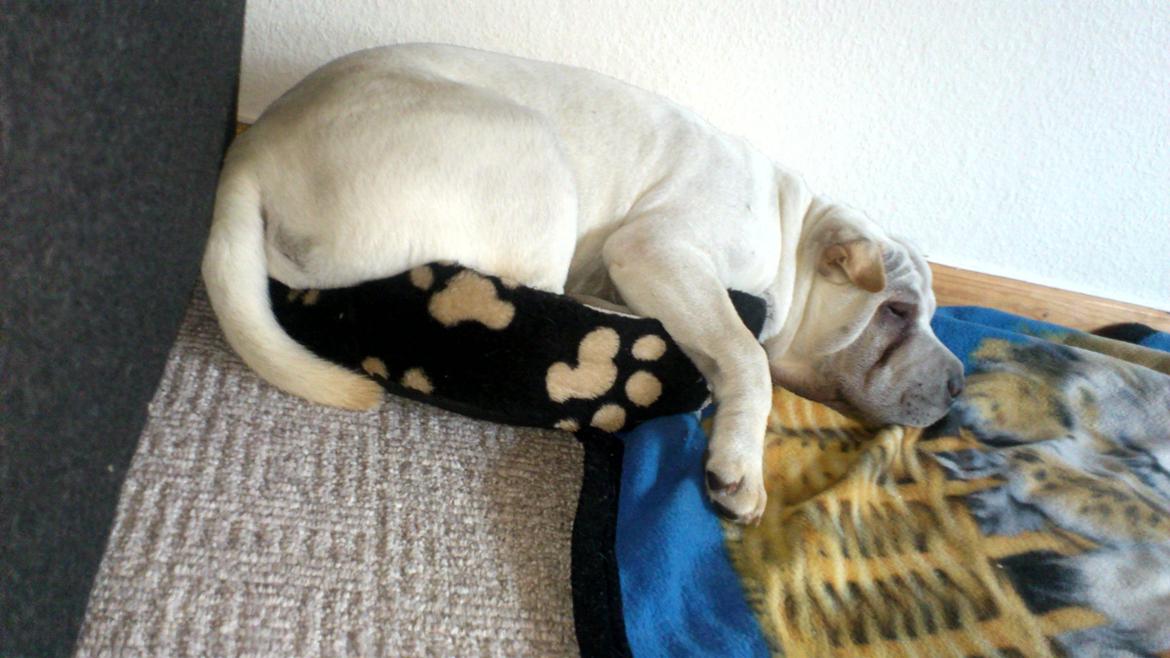 Shar pei Bonzo. - Synes bestemt at det er snyd at jeg ikke kan være heri :-D. billede 1