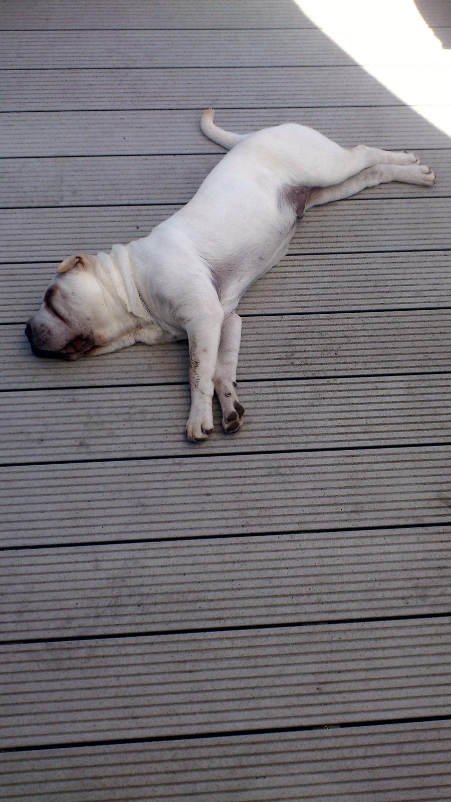 Shar pei Bonzo. billede 2