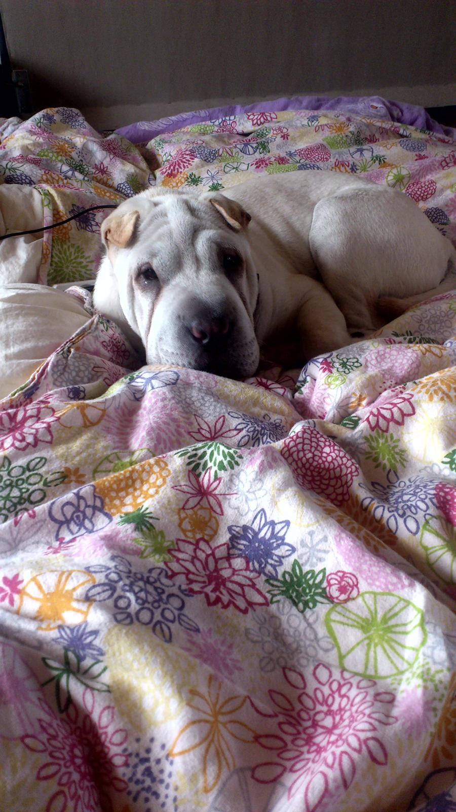 Shar pei Bonzo. billede 3