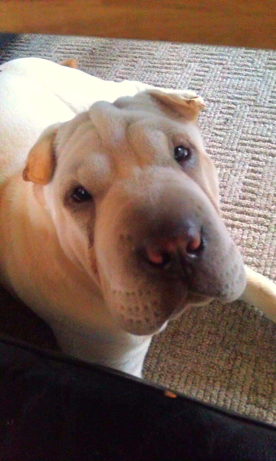 Shar pei Bonzo. billede 4