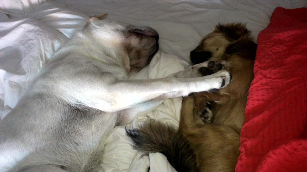 Shar pei Bonzo. billede 6