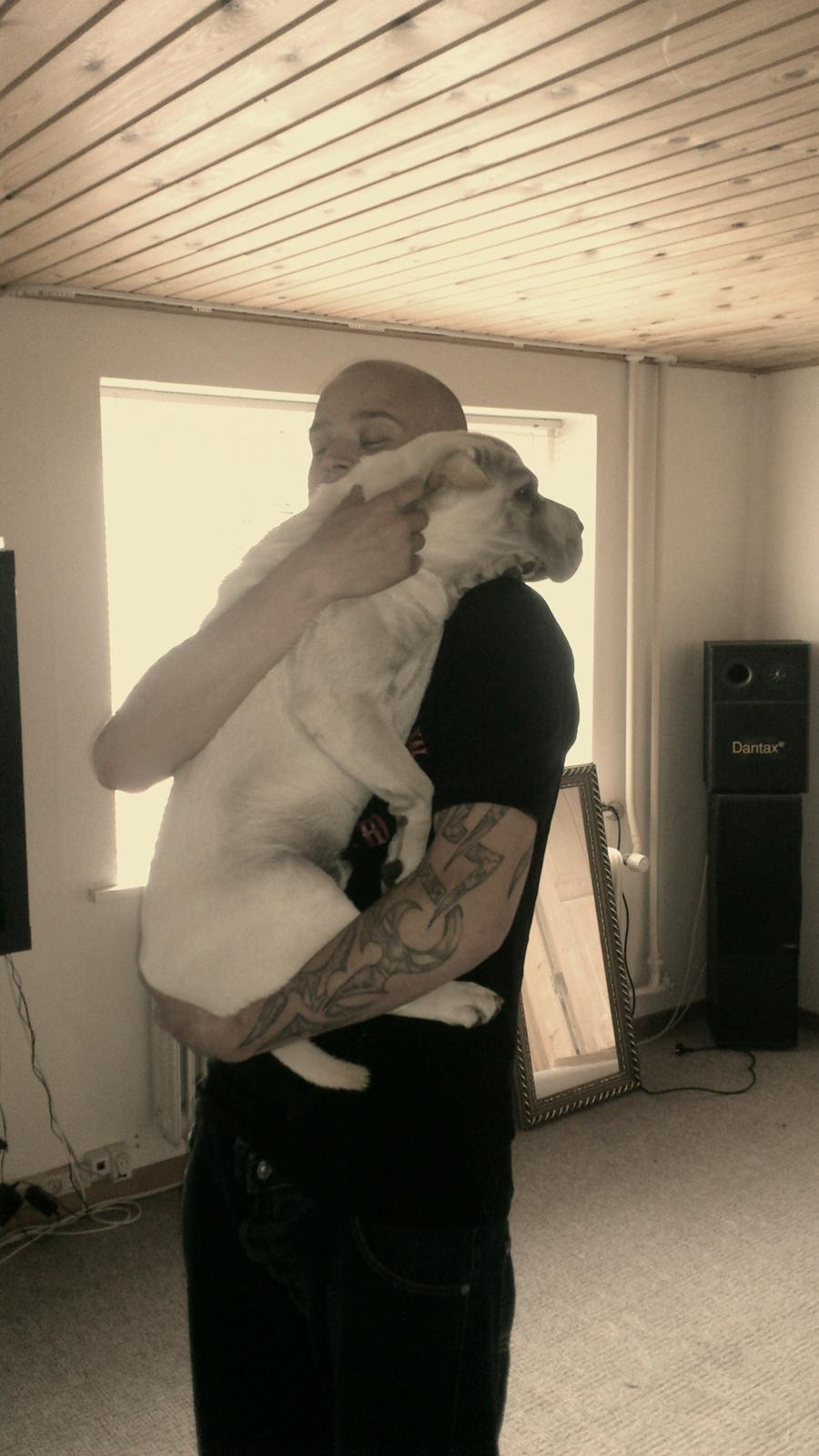 Shar pei Bonzo. billede 7