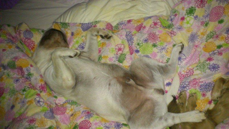 Shar pei Bonzo. billede 8