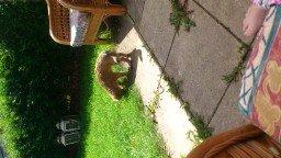 Shar pei Bonzo. billede 9